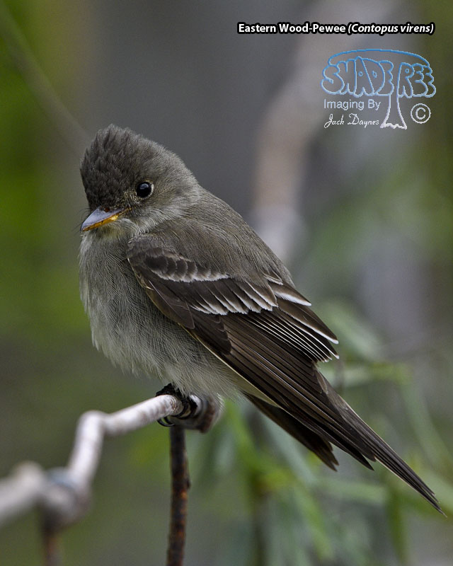 Eastern Wood-Pewee - Contopus virens