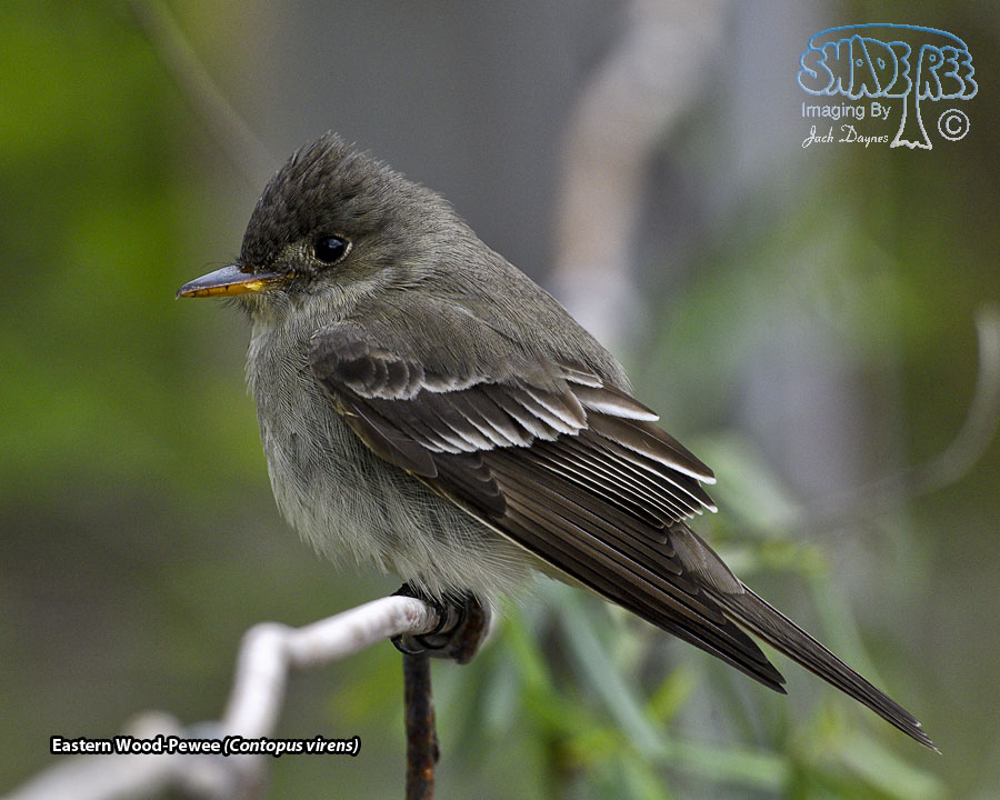 Eastern Wood-Pewee - Contopus virens