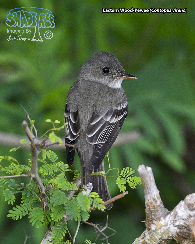 Eastern Wood-Pewee - Contopus virens