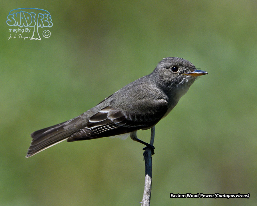 Eastern Wood-Pewee - Contopus virens
