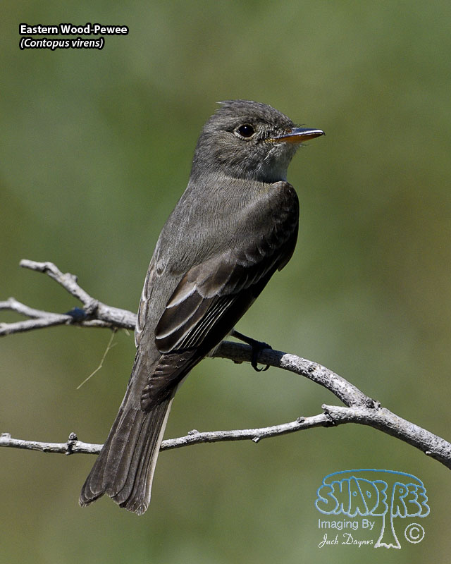 Eastern Wood-Pewee - Contopus virens