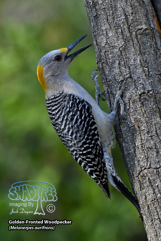 Golden-Fronted Woodpecker - Melanerpes aurifrons