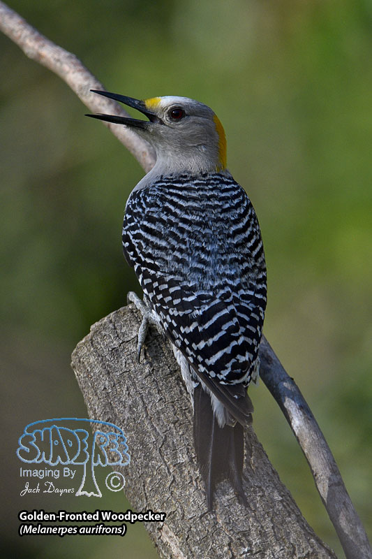 Golden-Fronted Woodpecker - Melanerpes aurifrons