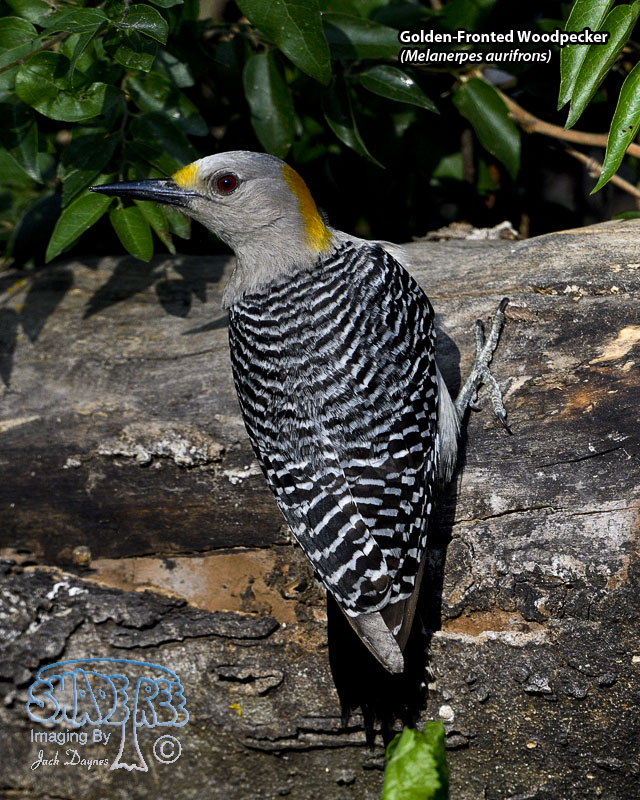 Golden-Fronted Woodpecker - Melanerpes aurifrons