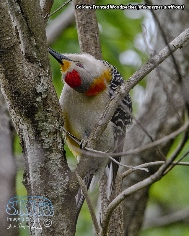 Golden-Fronted Woodpecker - Melanerpes aurifrons
