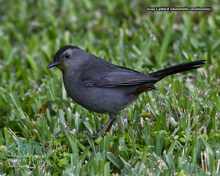 Gray Catbird - Dumetella carolinensis