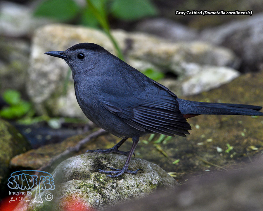 Gray Catbird - Dumetella carolinensis