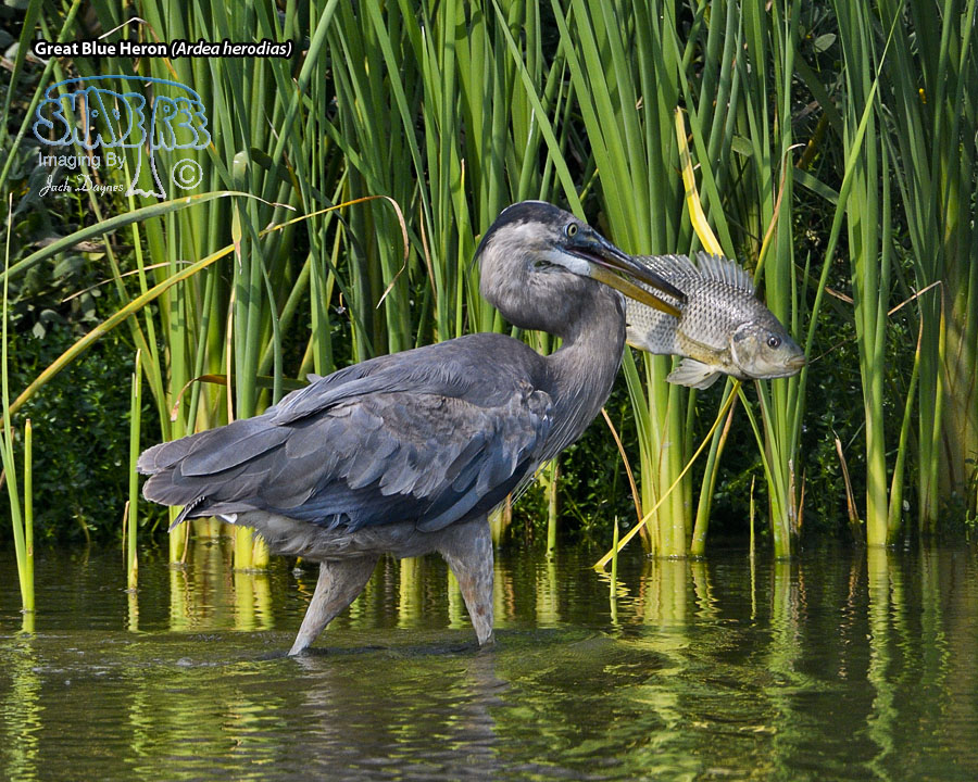 Great Blue Heron - Ardea herodias