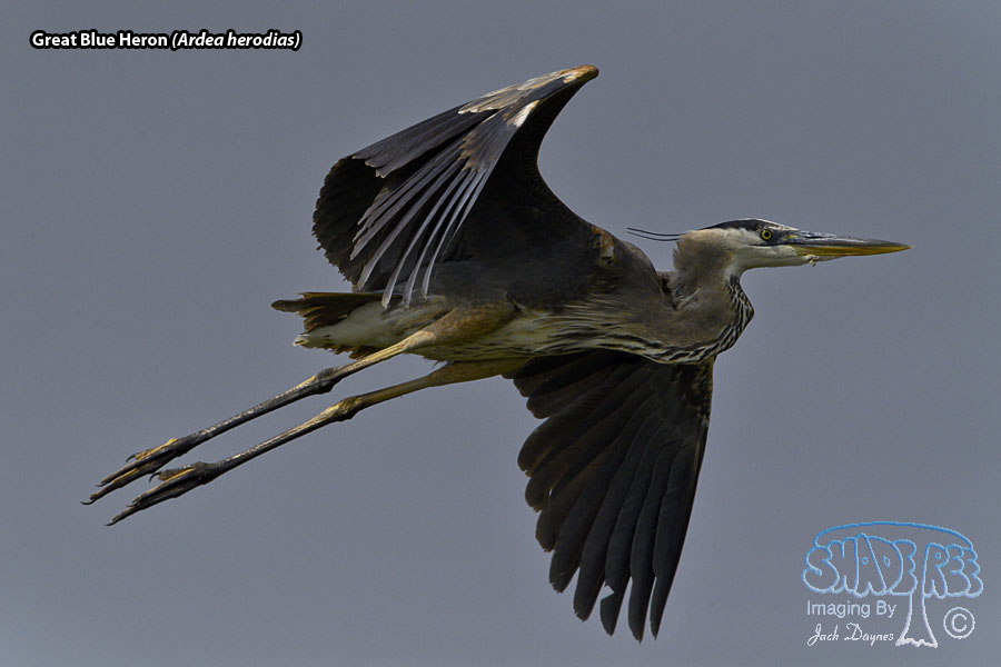 Great Blue Heron - Ardea herodias