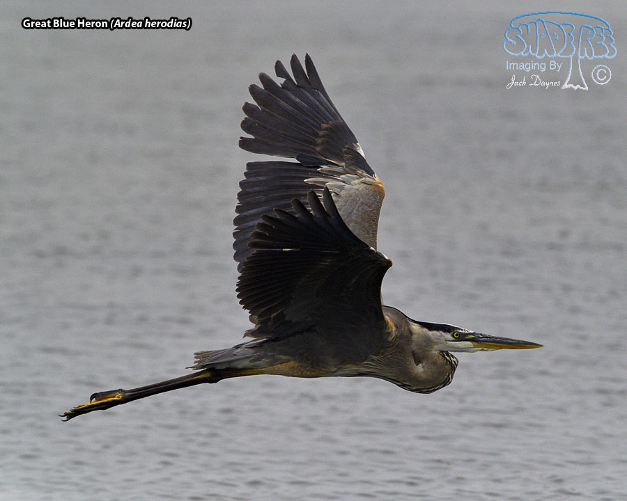 Great Blue Heron - Ardea herodias