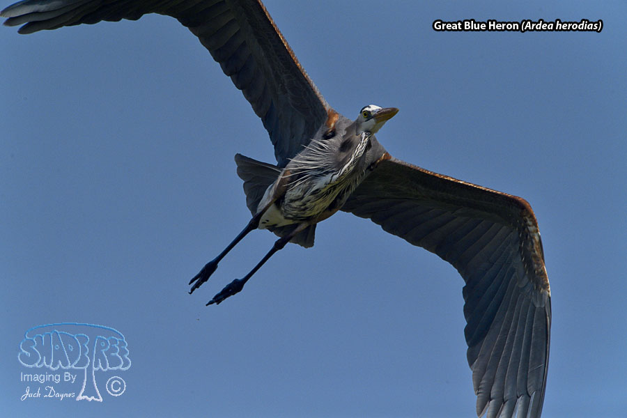 Great Blue Heron - Ardea herodias