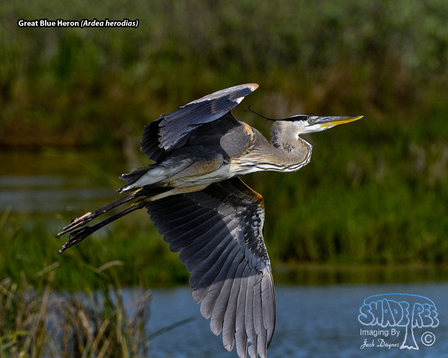 Great Blue Heron - Ardea herodias