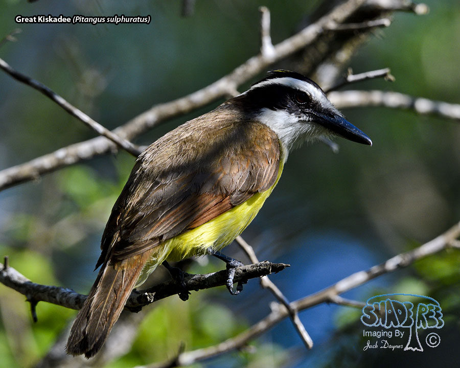 Great Kiskadee - Pitangus sulphuratus