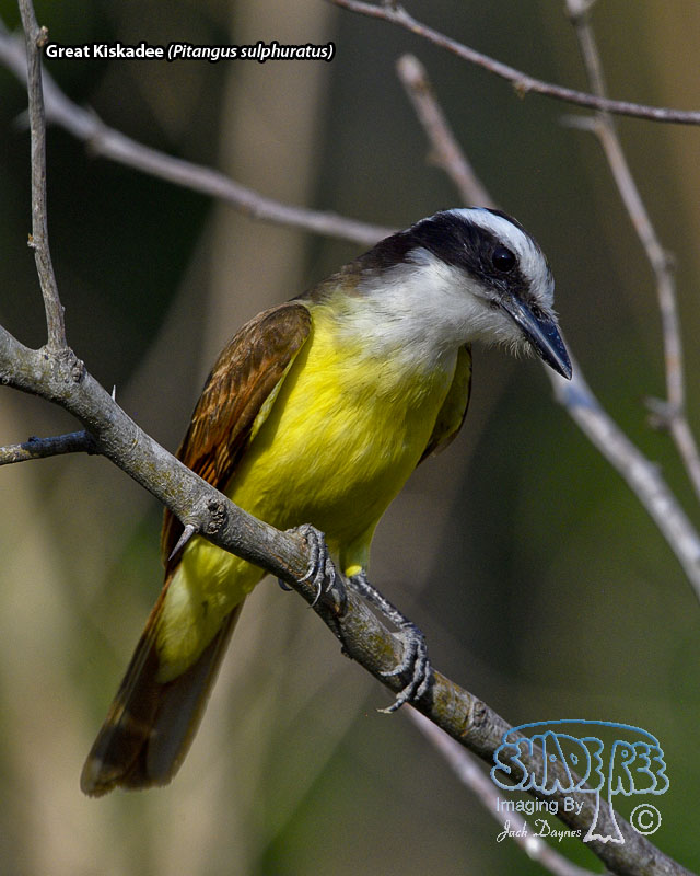 Great Kiskadee - Pitangus sulphuratus