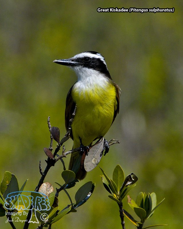 Great Kiskadee - Pitangus sulphuratus