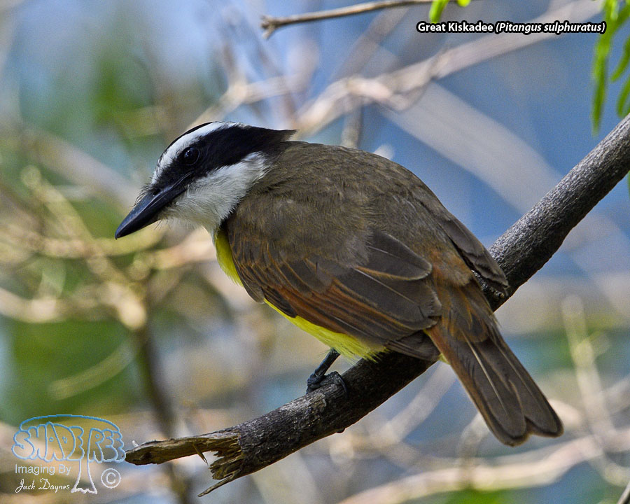 Great Kiskadee - Pitangus sulphuratus