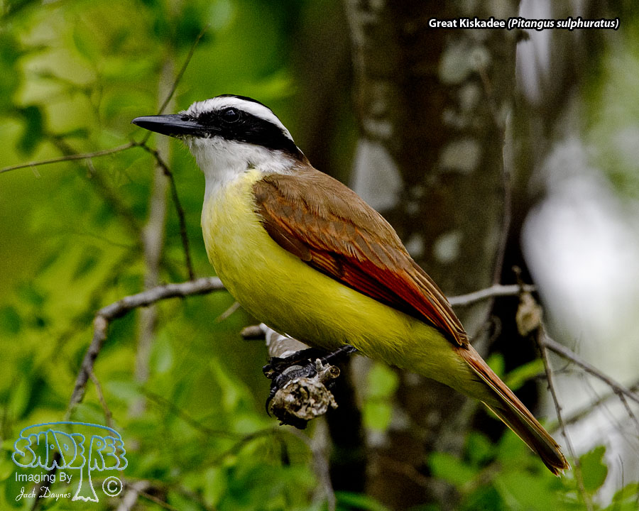Great Kiskadee - Pitangus sulphuratus