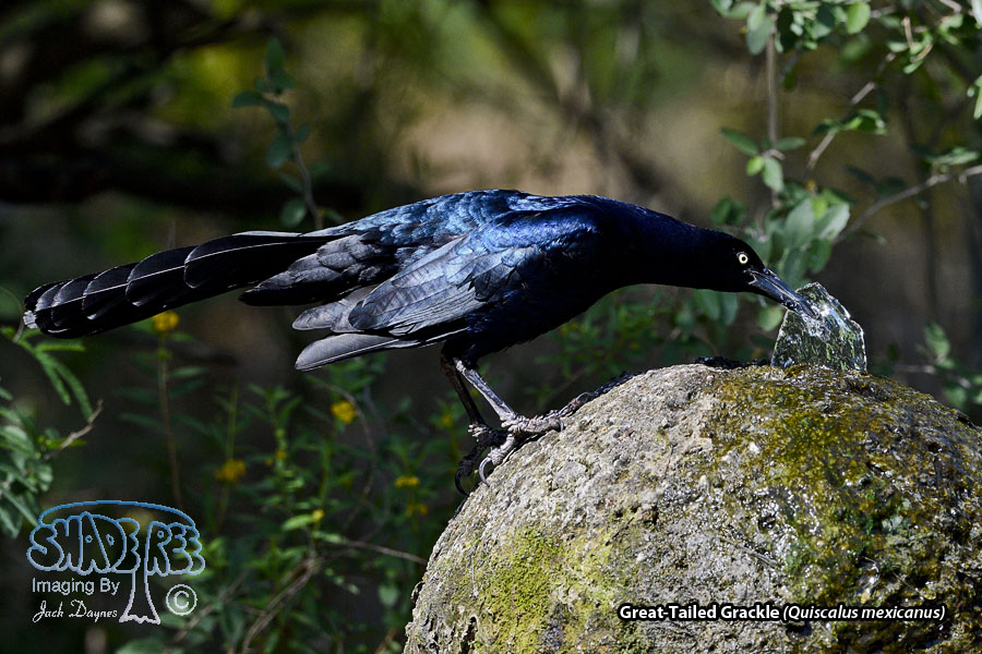 Great-Tailed Grackle - Quiscalus mexicanus