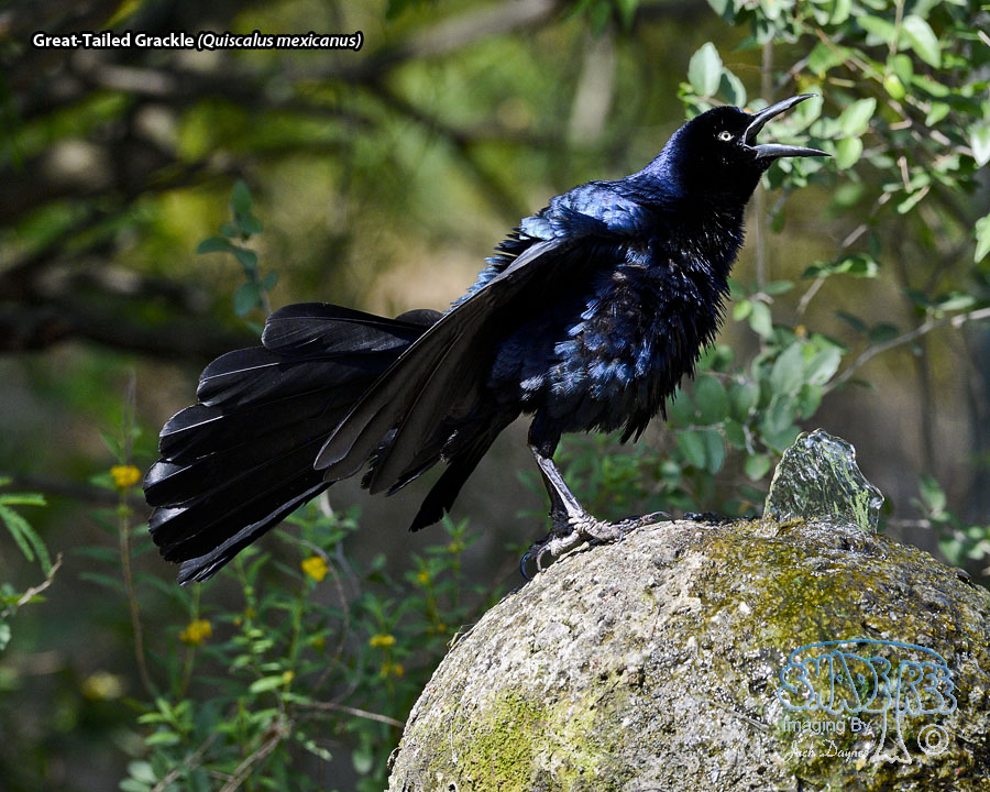 Great-Tailed Grackle - Quiscalus mexicanus