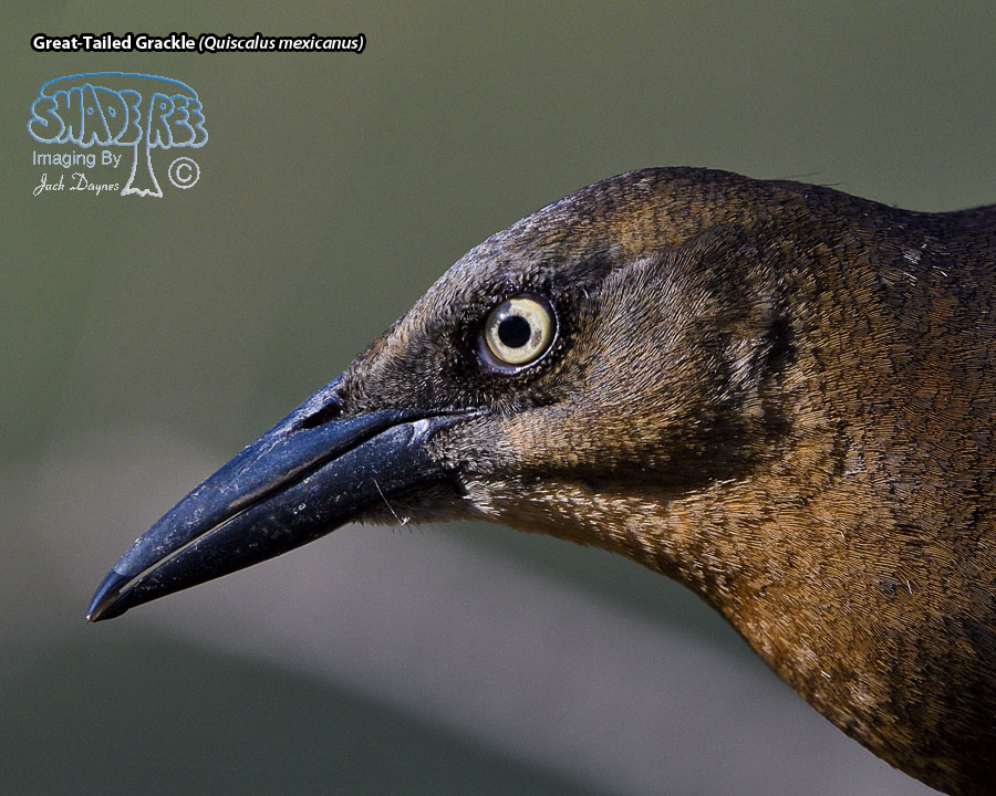 Great-Tailed Grackle - Quiscalus mexicanus