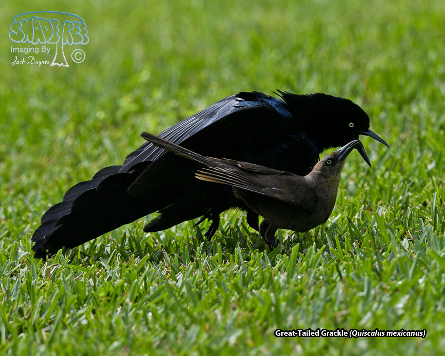 Great-Tailed Grackle - Quiscalus mexicanus