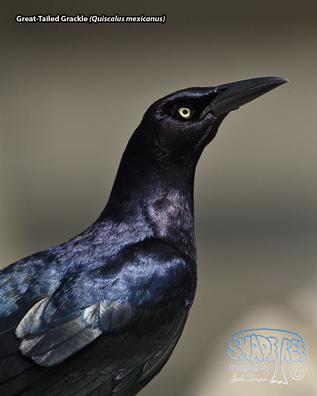 Great-Tailed Grackle - Quiscalus mexicanus