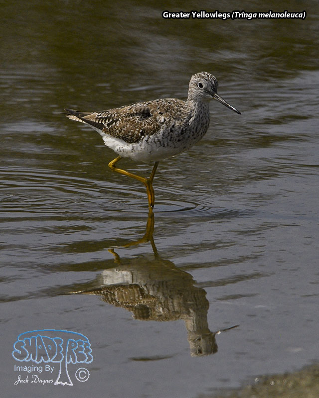Greater Yellowlegs - Tringa melanoleuca