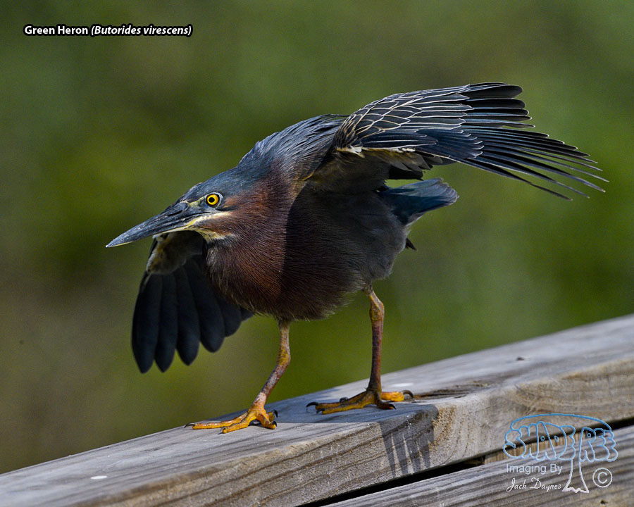 Green Heron - Butorides virescens
