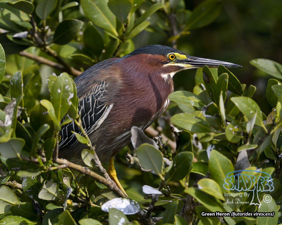 Green Heron - Butorides virescens