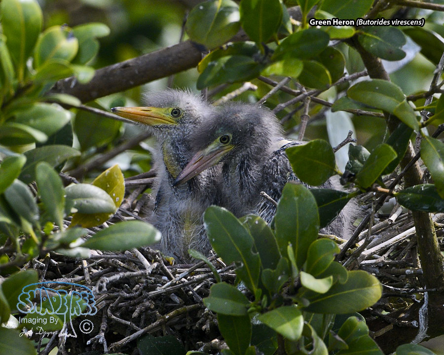 Green Heron - Butorides virescens