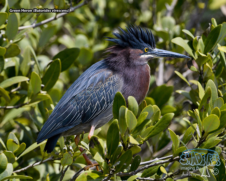 Green Heron - Butorides virescens