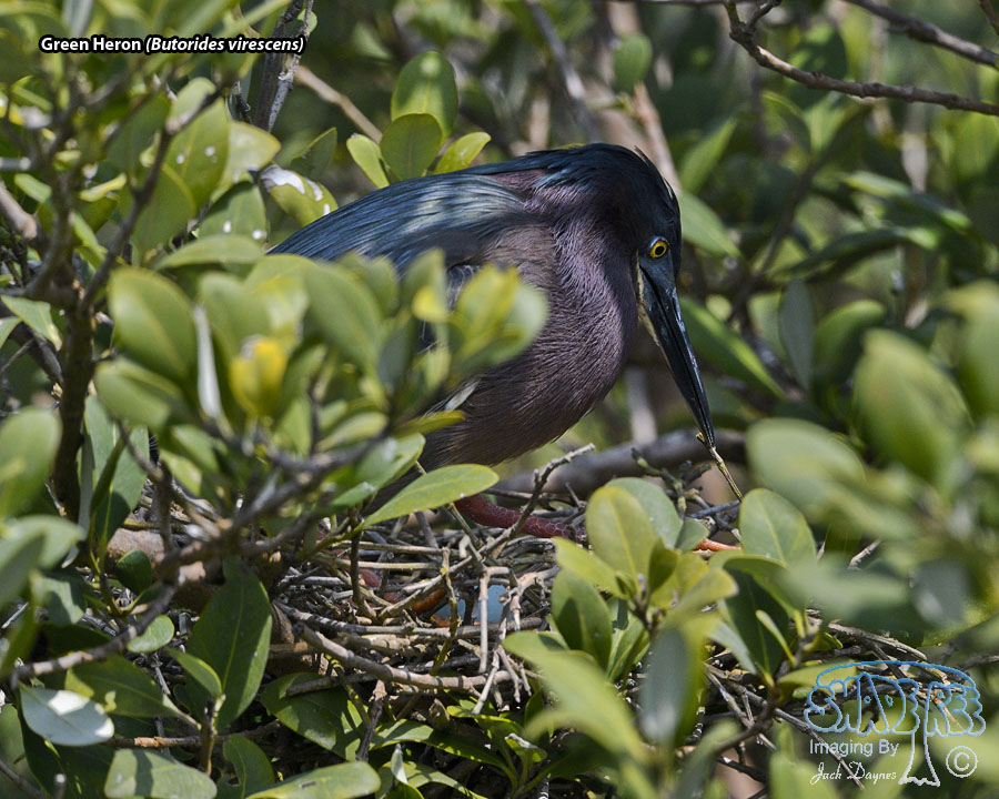 Green Heron - Butorides virescens