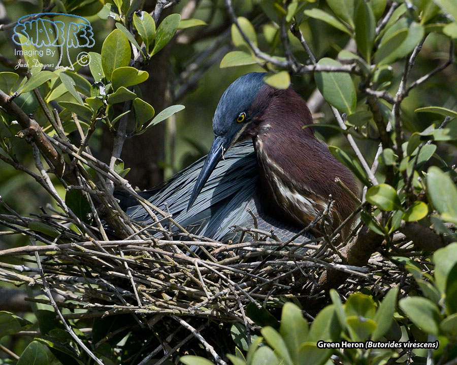 Green Heron - Butorides virescens