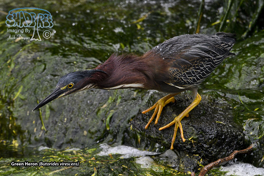 Green Heron - Butorides virescens