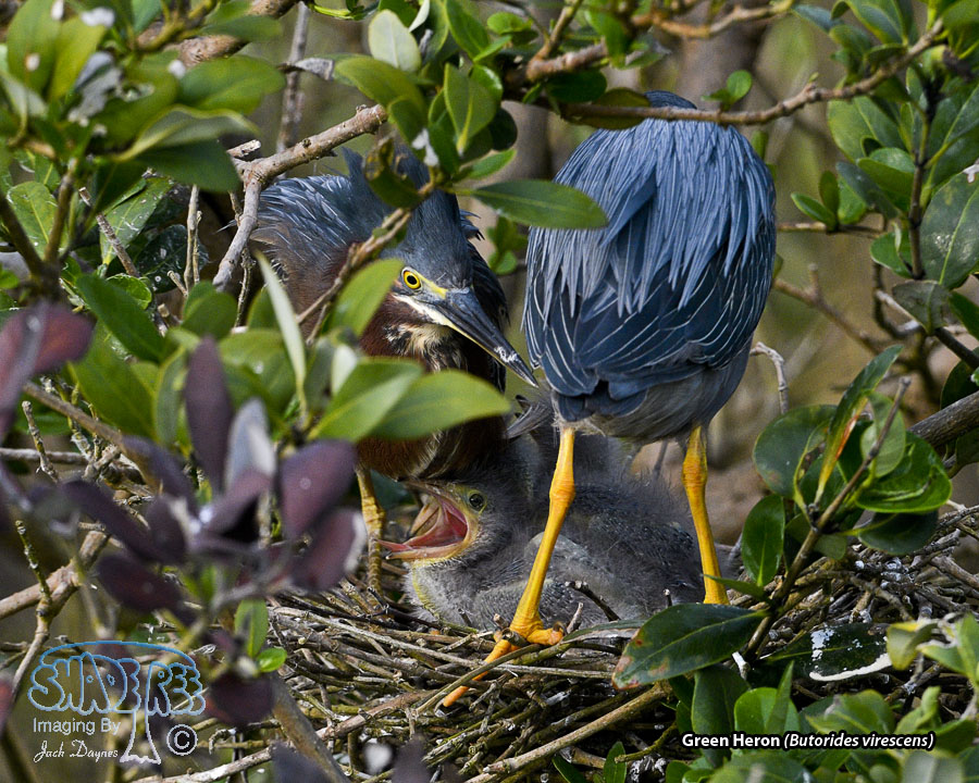 Green Heron - Butorides virescens