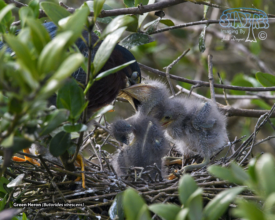 Green Heron - Butorides virescens