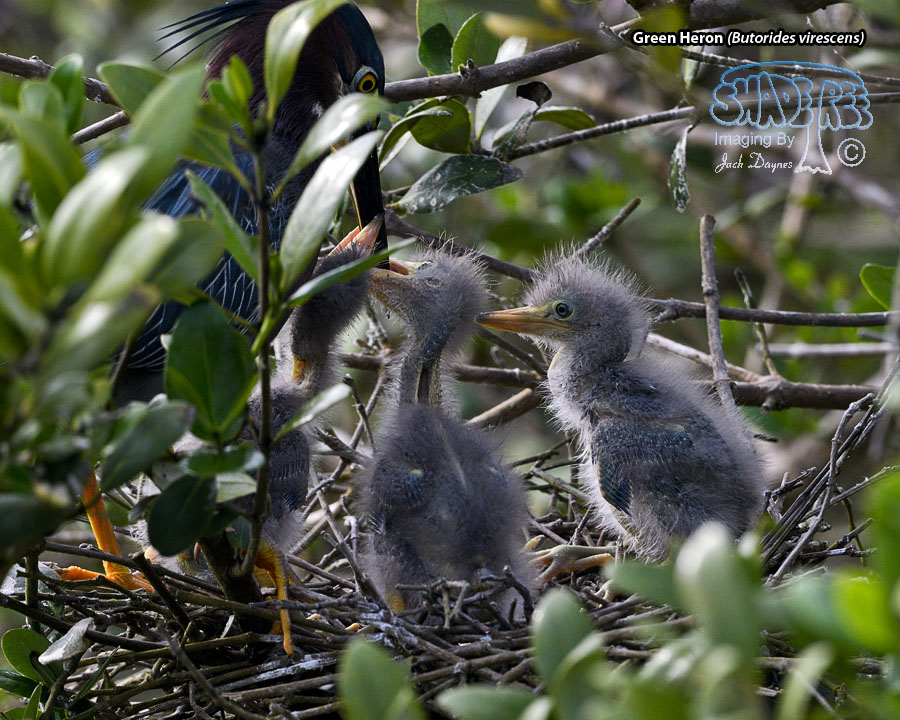 Green Heron - Butorides virescens