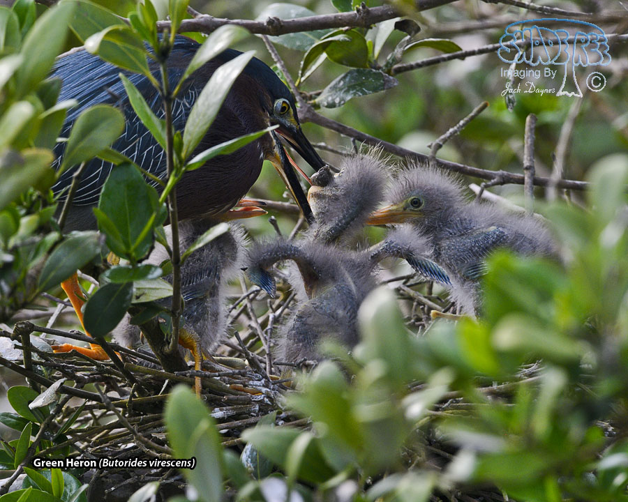 Green Heron - Butorides virescens