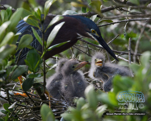 2021-04-27 SPI and Tuesday’s Babies