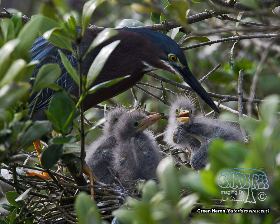 Green Heron - Butorides virescens