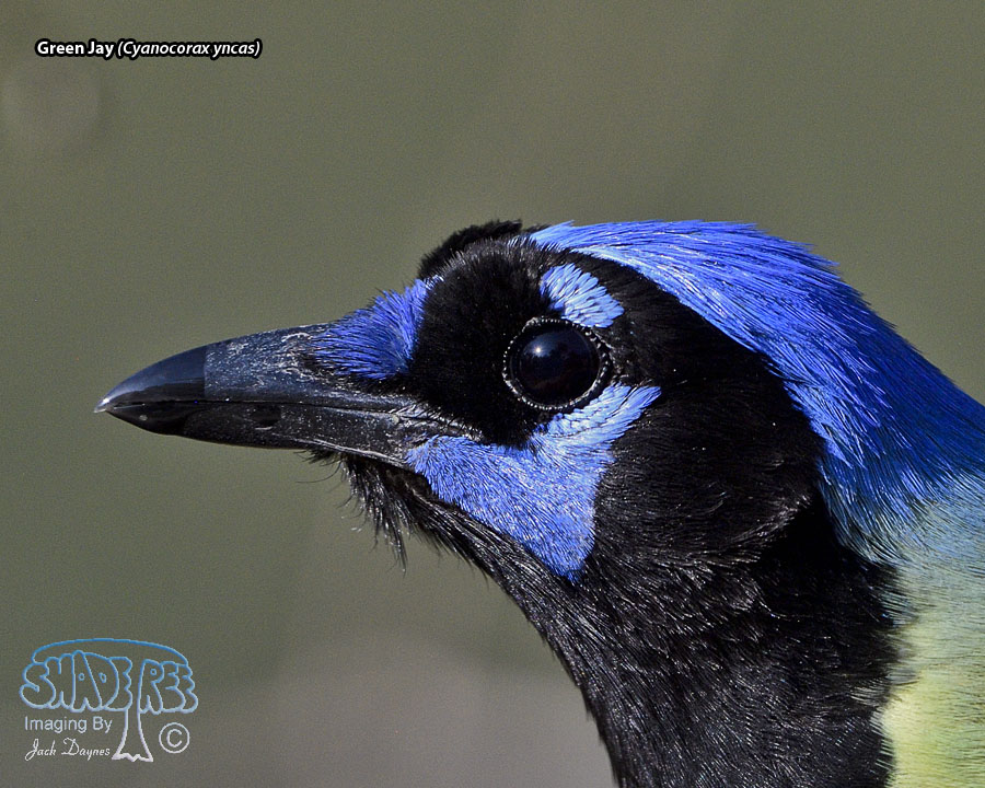 Green Jay - Cyanocorax yncas