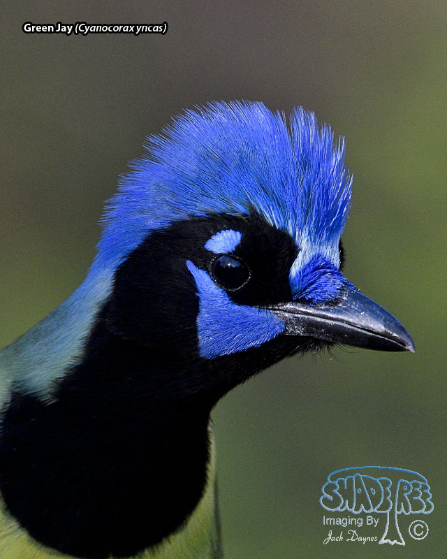 Green Jay - Cyanocorax yncas