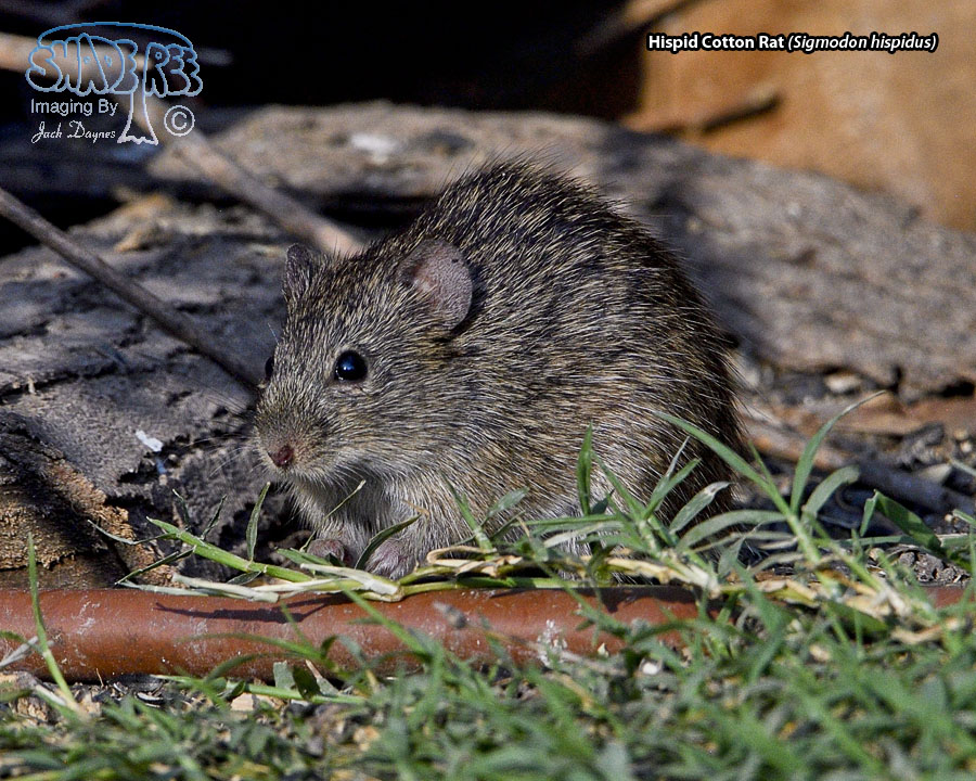 Hispid Cotton Rat - Sigmodon hispidus