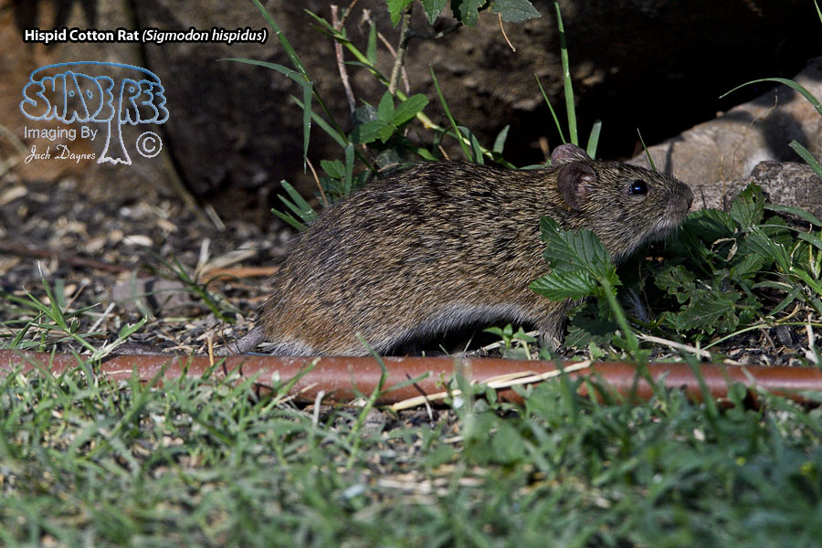Hispid Cotton Rat - Sigmodon hispidus