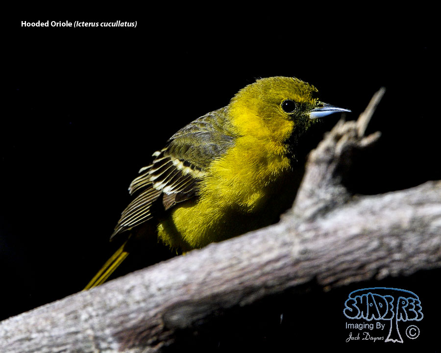 Hooded Oriole - Icterus cucullatus