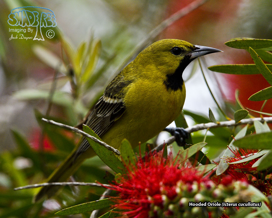 Hooded Oriole - Icterus cucullatus