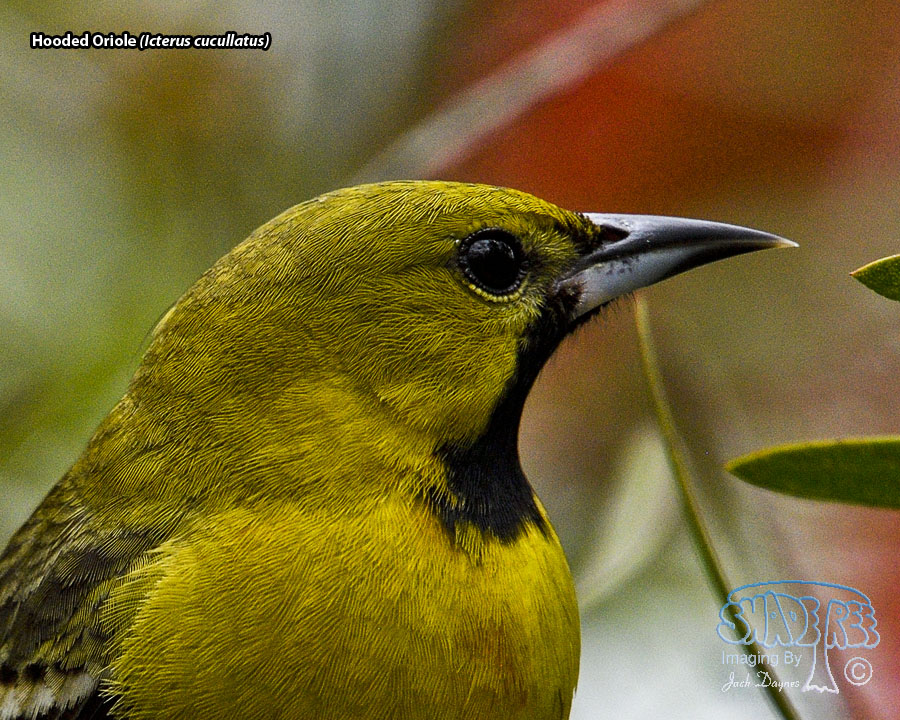 Hooded Oriole - Icterus cucullatus