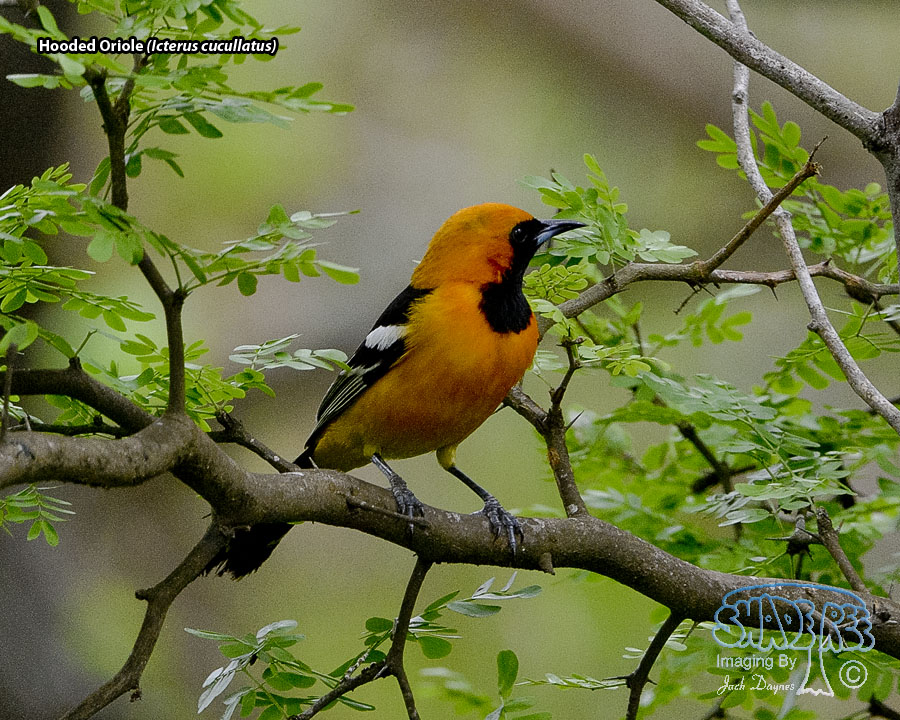 Hooded Oriole - Icterus cucullatus
