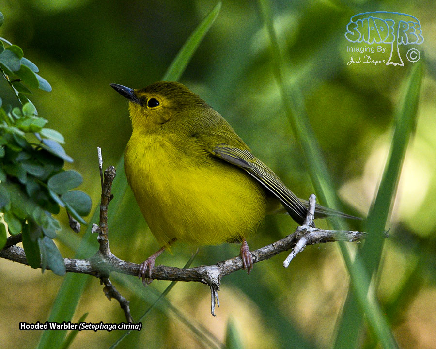 Hooded Warbler - Setophaga citrina