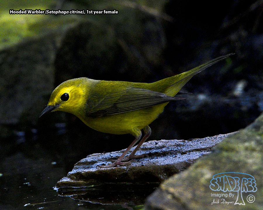 Hooded Warbler - Setophaga citrina